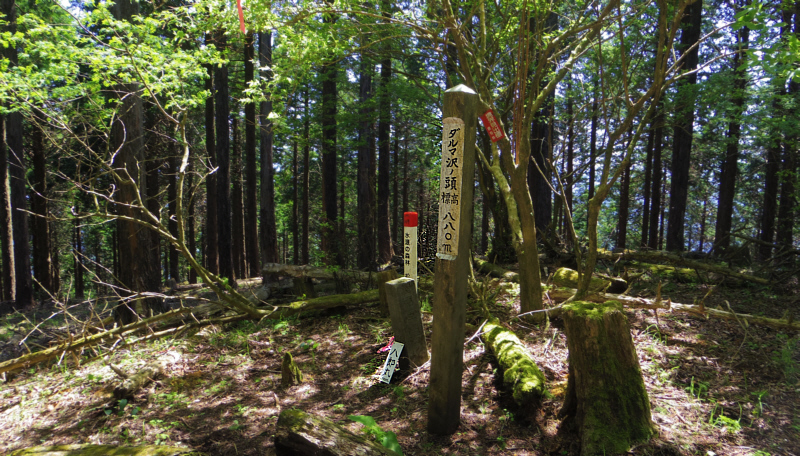 ダルマ沢ノ頭到着。標高880mで今回のコースの最高峰。