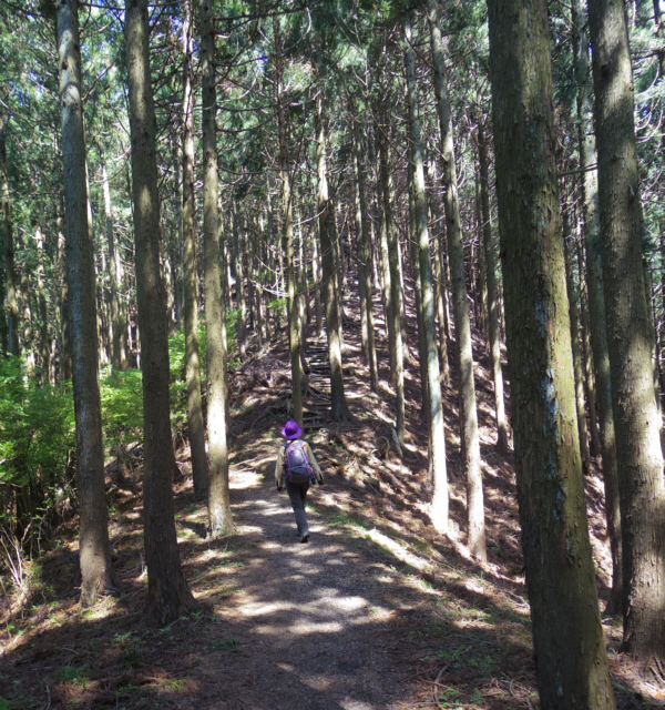 尾根道を進みます