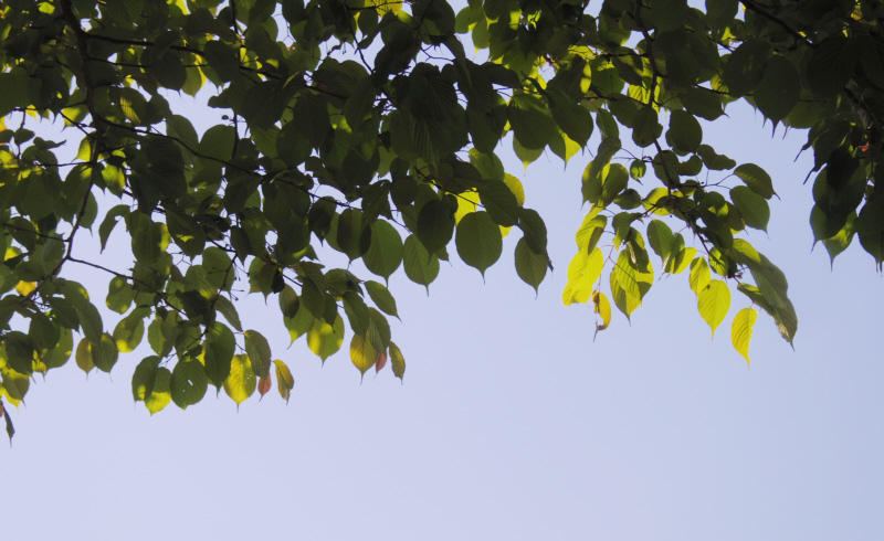 緑の葉と青空