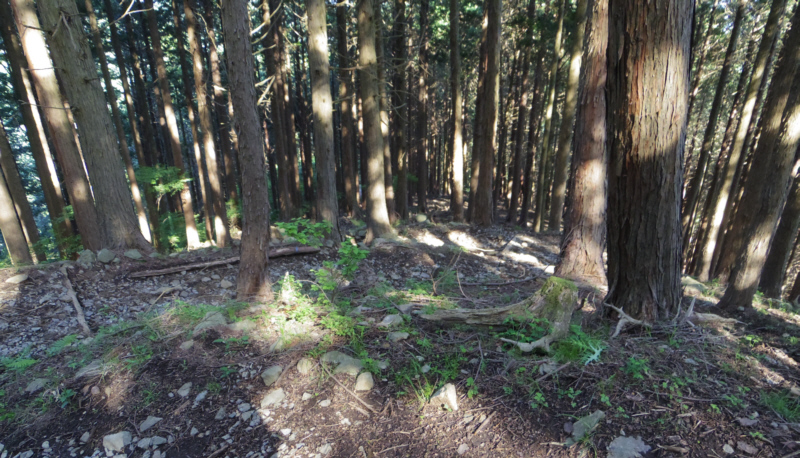 山道を下りていきます