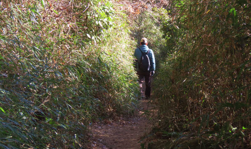 天園ハイキングコース