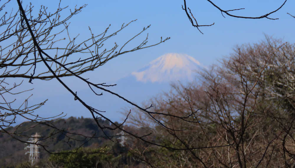 天園広場の樹木の間から富士山