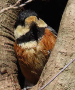 獅子舞のヤマガラ