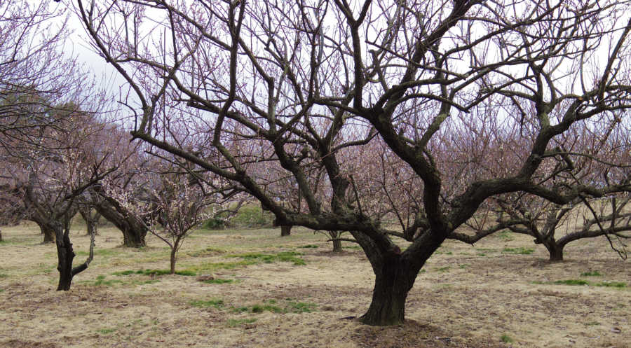 梅の木食堂裏の見事な梅林