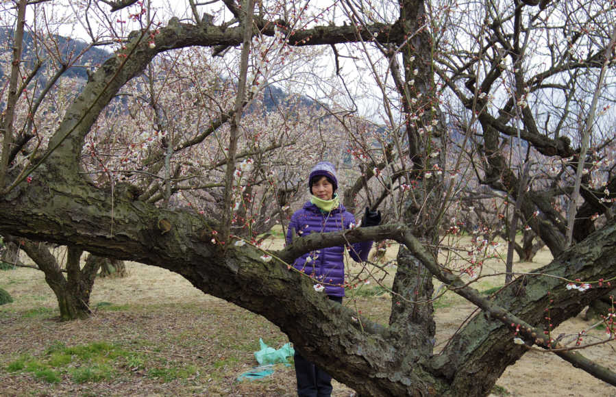 記念撮影がしたくなる見事な梅林