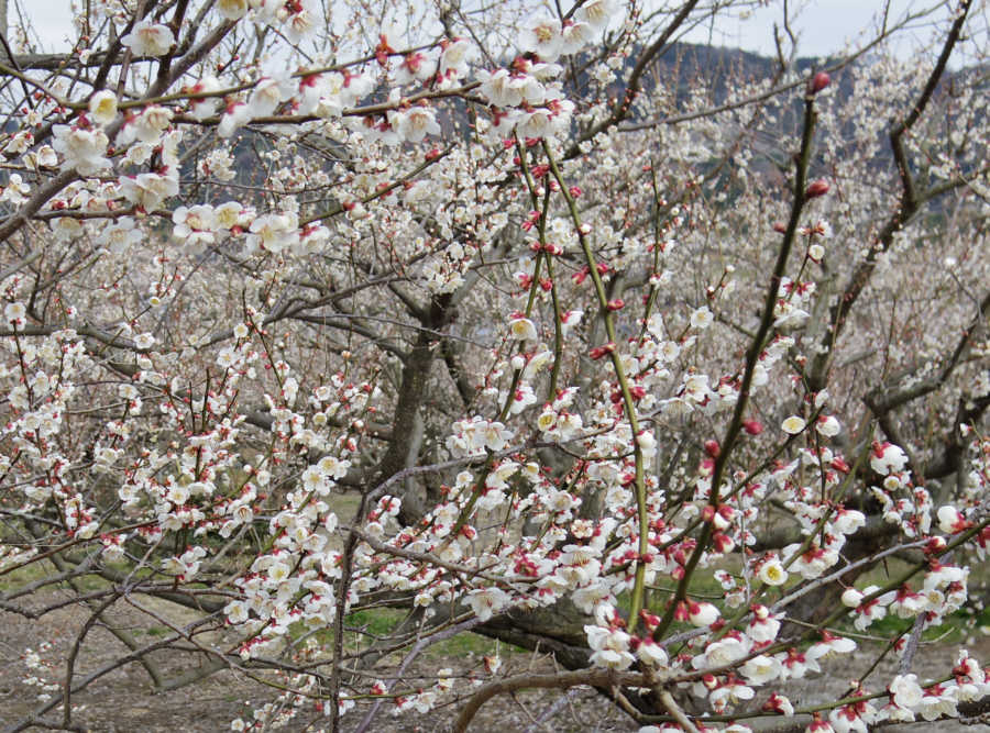見事な梅林