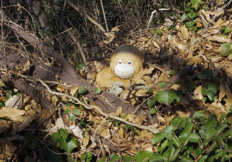 農道横の枯葉の中にゴリラさん