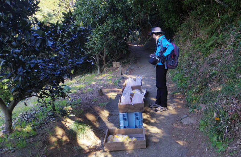 蜜柑の無人販売所