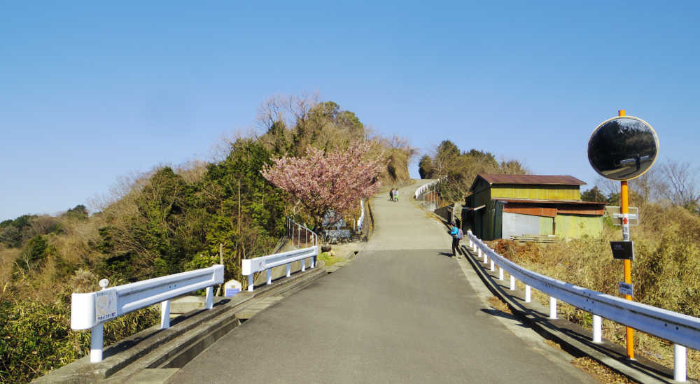 河津桜が咲いている休憩所