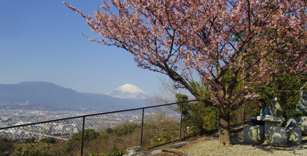 西山農道休憩所からの河津桜と富士山