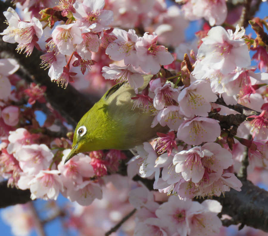河津桜とメジロ