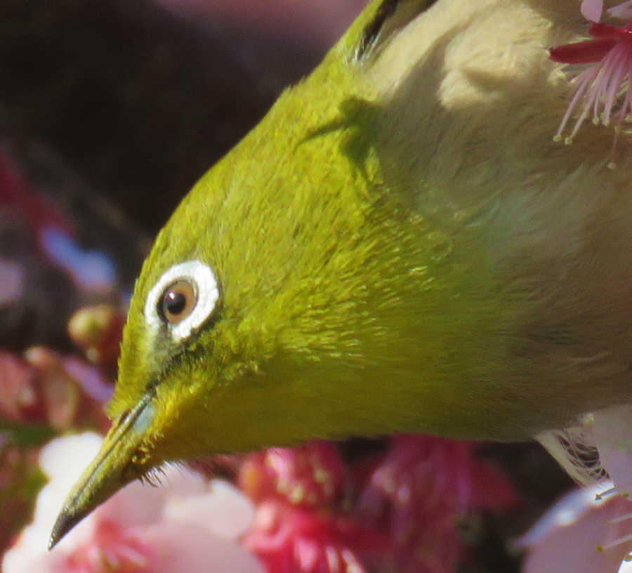 河津桜とメジロ