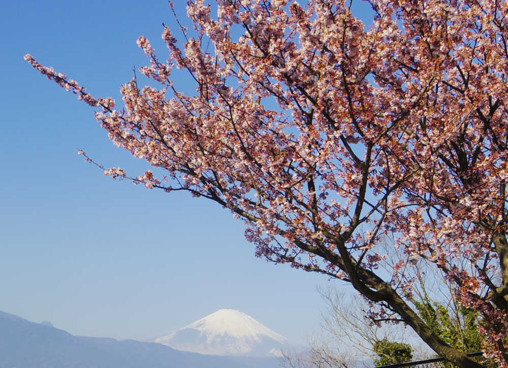河津桜と富士山
