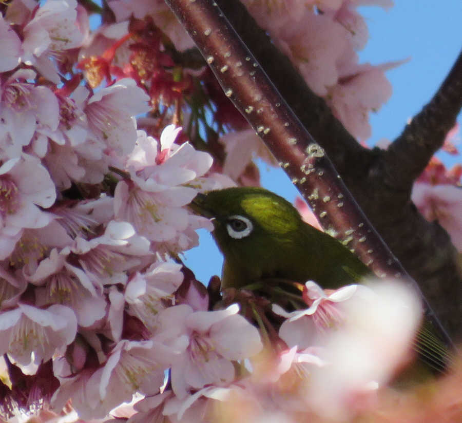 河津桜とメジロ