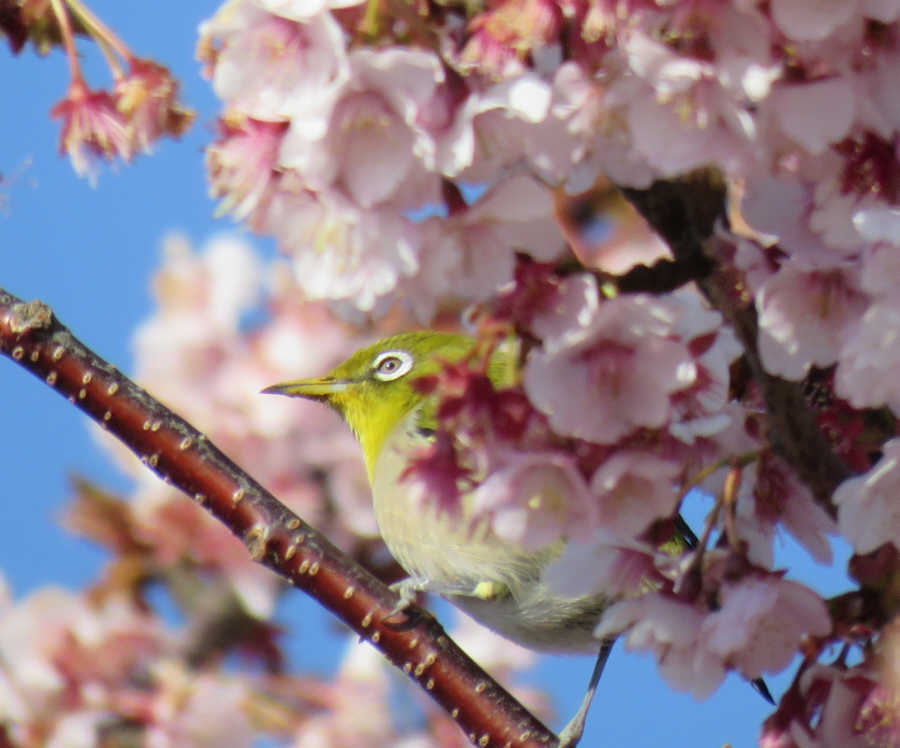 河津桜とメジロ