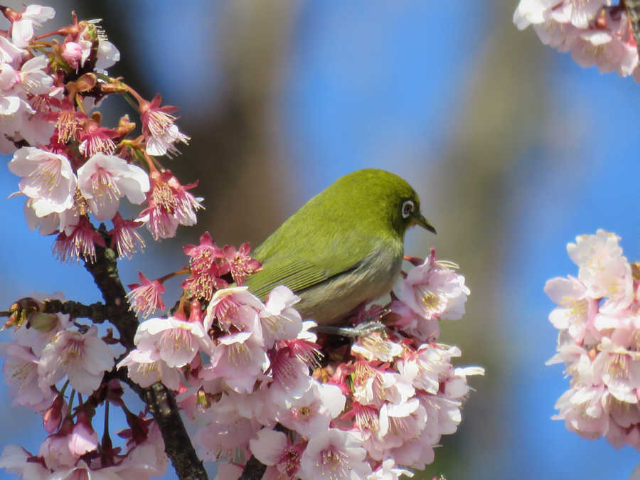 河津桜とメジロ