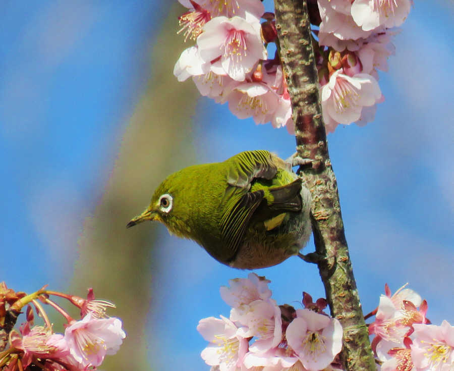河津桜とメジロ