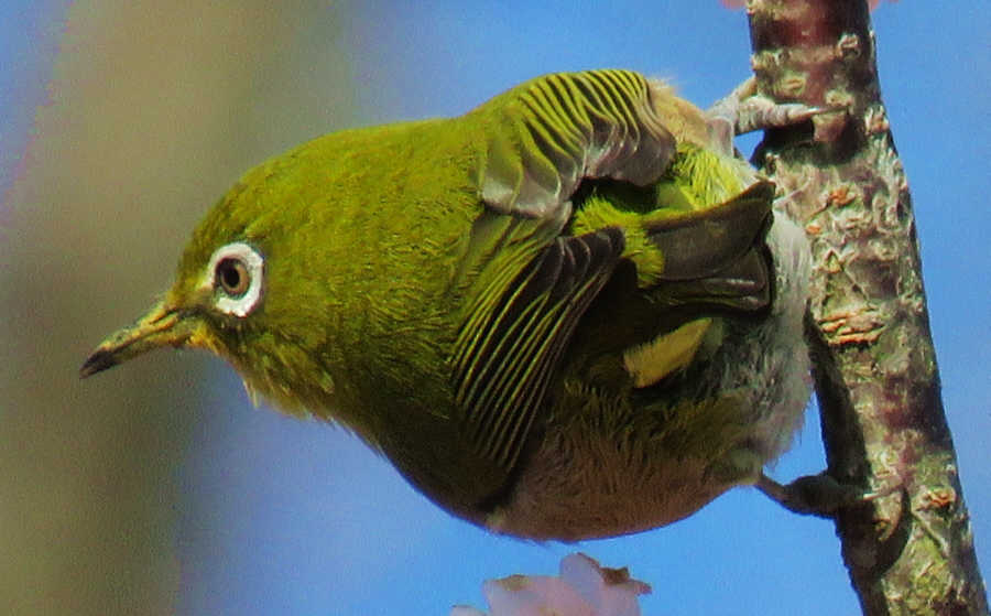 河津桜とメジロ