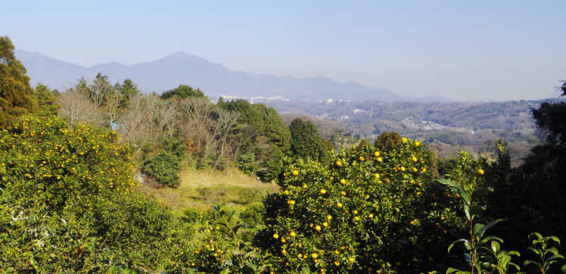 農道の周りは蜜柑畑