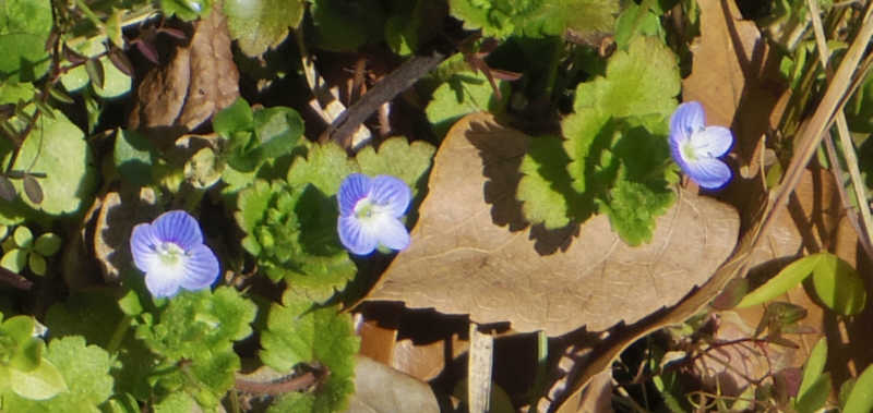 オオイヌノフグリ