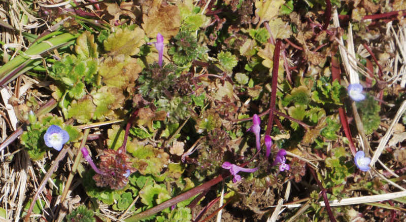 オオイヌノフグリの友達、ホトケノザ