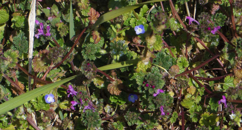 オオイヌノフグリの友達、ホトケノザ