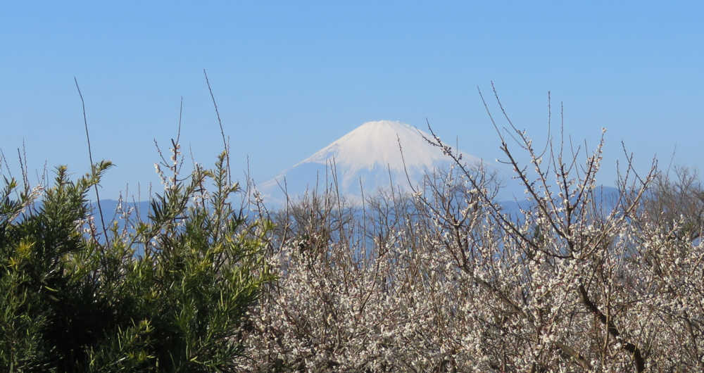 梅の木の上に富士山