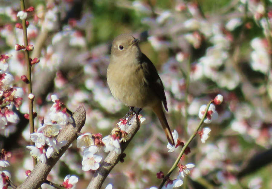 梅とジョウビタキのメス