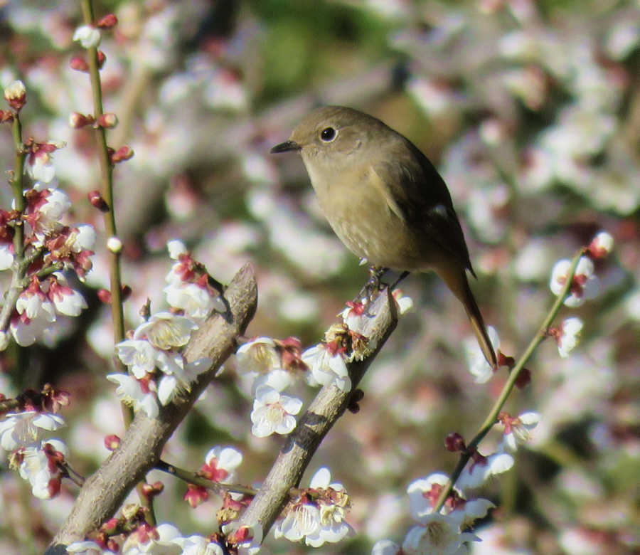 梅とジョウビタキのメス