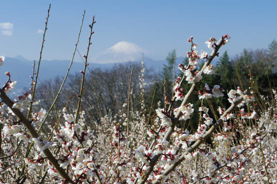 梅の上の富士山