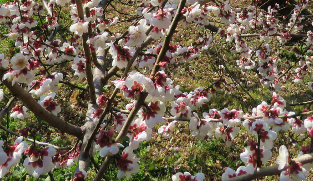 梅が見事に咲いています