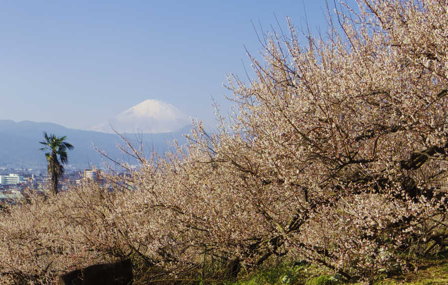 曽我山の梅と富士山