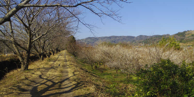 川沿いの道を国府津駅まで歩きます