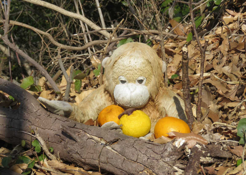 農道横の枯葉の中にゴリラさん　2018年