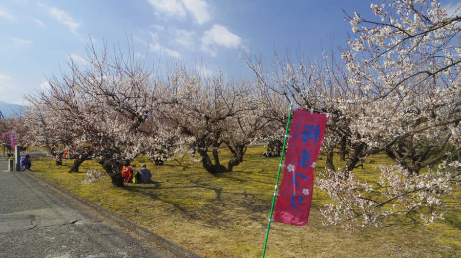 2018年2月20日の別所梅まつり会場
