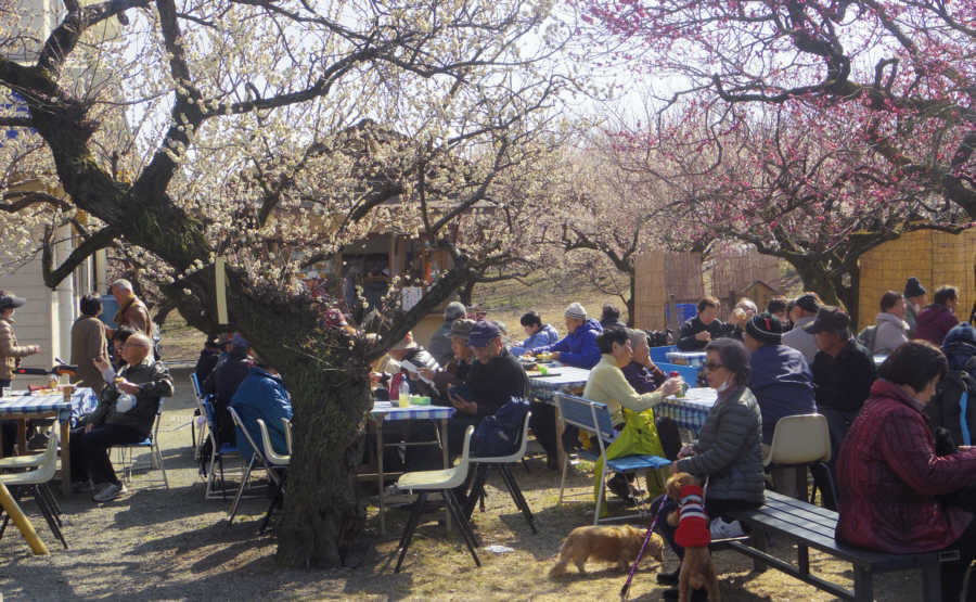 梅の木食堂横の梅ノ木に囲われたテーブル