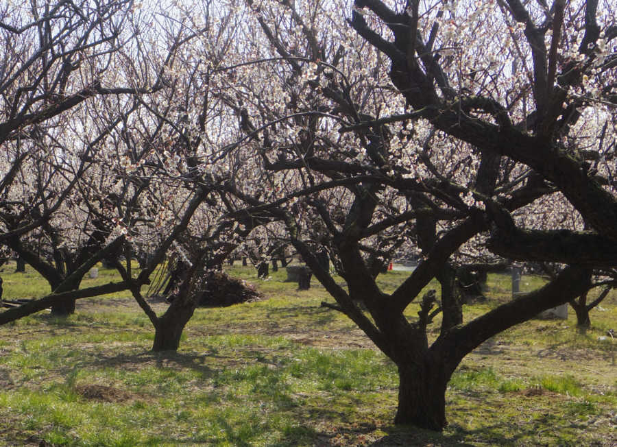 梅の木食堂裏の見事な梅林