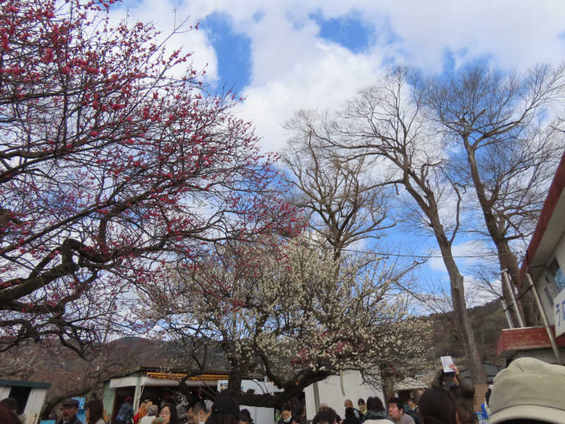 別所梅まつり会場