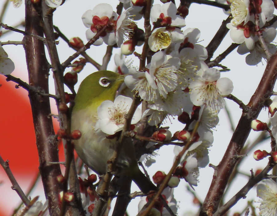 梅にメジロ