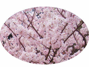 矢倉沢の「春めき桜」