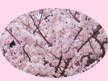 矢倉沢の「春めき桜」