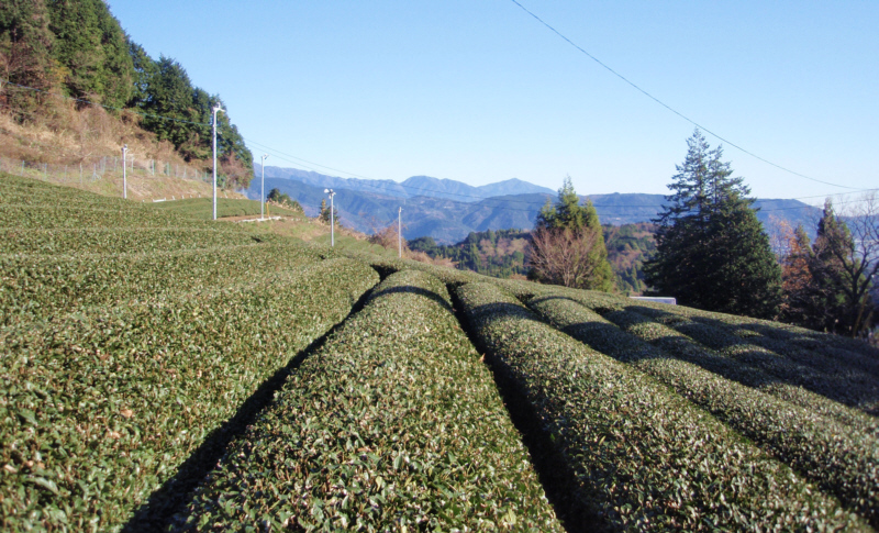 農道終点前の茶畑