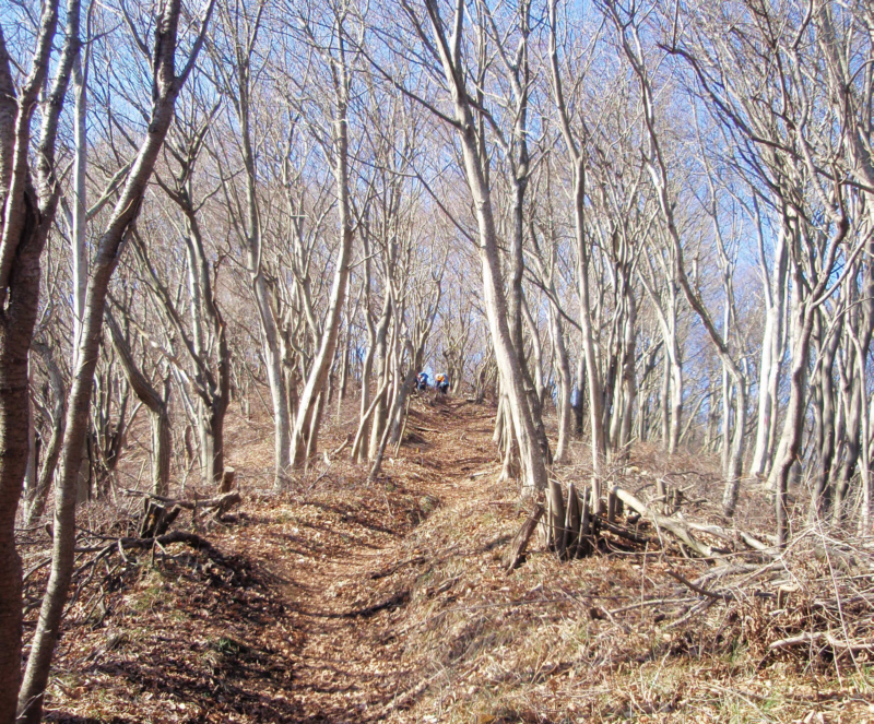 枯れ木に囲まれたの山道