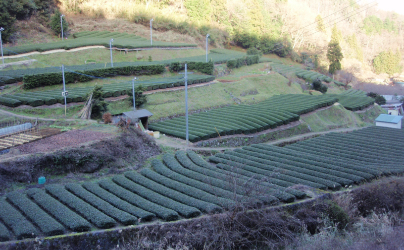 足柄峠から地蔵堂に進む