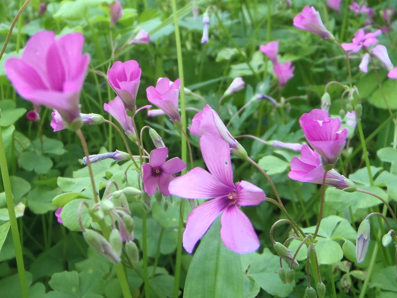 ムラサキカタバミ