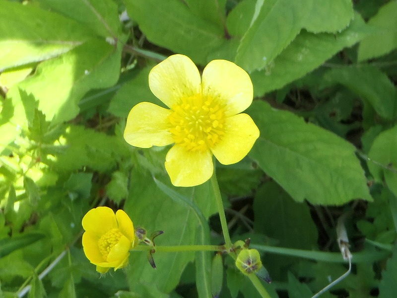 ウマノアシガタ