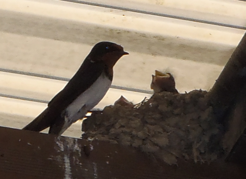 小鳥が大きな口を開けて餌を要求