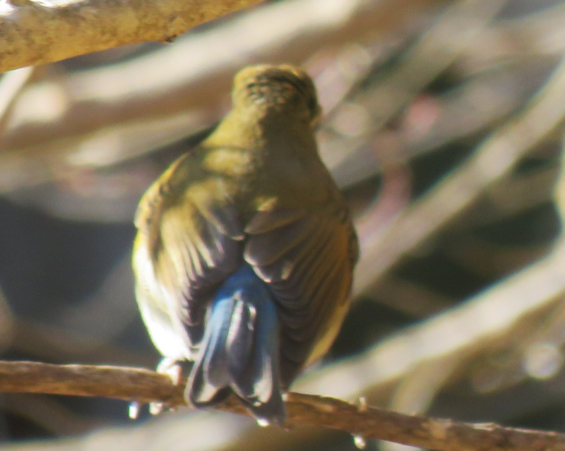 ルリビタキのメス