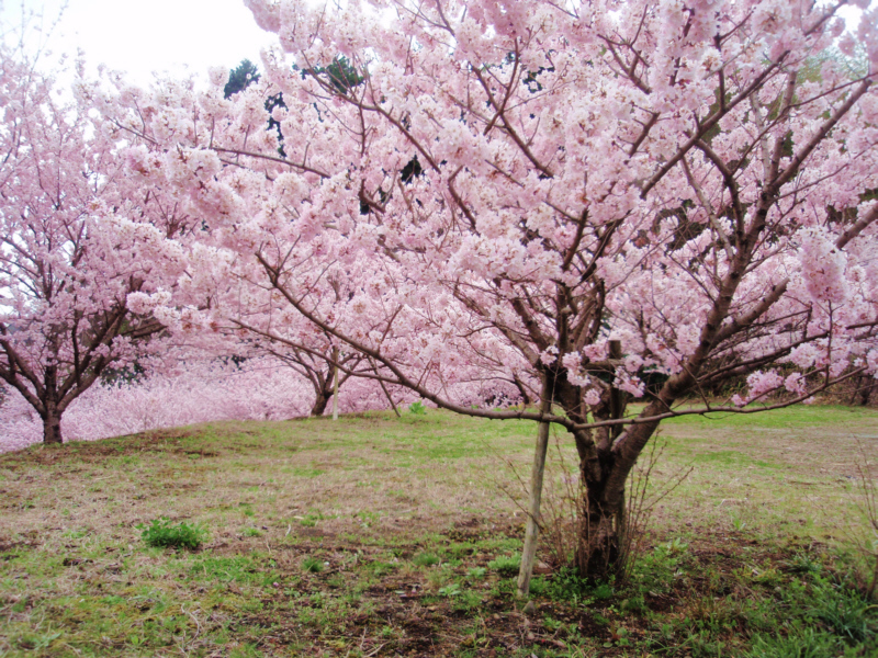早咲の桜「はるめき」
