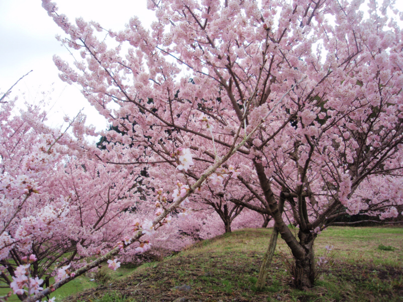 早咲の桜「はるめき」